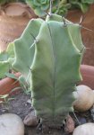 cactus28.jpg
