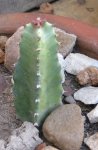 cactus29.jpg