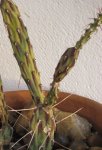 cactus23.jpg