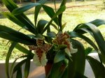 ONCIDIUM1.JPG