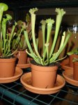 DSC02291.JPG
