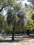 palmera castelli 2.jpg