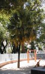 palmera castelli 3.jpg