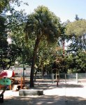 palmera castelli 4.jpg
