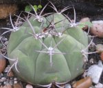 cactus8.jpg