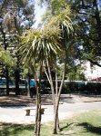 plaza castelli  1.jpg