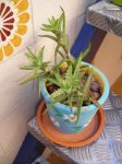 DSCN0519.JPG