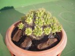 DSCN0528.JPG
