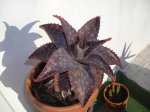 DSCN0530.JPG