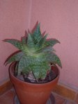 DSCN0536.JPG