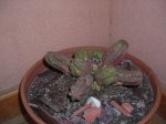 DSCN0537.JPG