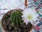 PICT0572.jpg