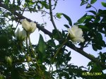 PIC_0068.JPG