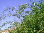 PIC_0070.JPG