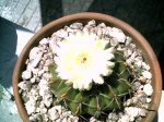 FLORES 025a.jpg