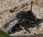 Andrena%20vaga.jpg