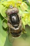 Eristalinus%20sepulchralis%20o%20aeneus%20macho%201.jpg