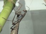 mantis.jpg