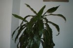 Plantas_1 008.jpg