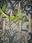 IMG_3503_2.JPG