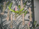 IMG_3498_2.JPG