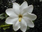 flor a clasificar foro 5-5-07 020.jpg