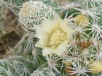 Mammillaria sp.JPG