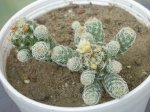 Mammillaria sp 02.JPG