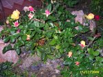 PIC_0035.JPG