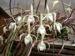 Brassavola martiana2.jpg