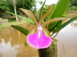 Brassavola nodosa x Cattleya Bicolor albescens.jpg