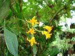 Bifrenaria aureofulva.jpg