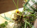 Maxillaria vernicosa.jpg