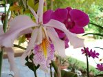 Cattleya maxima3.jpg