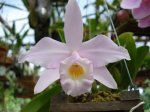 Laelia alaori.jpg