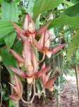 Catasetum schimiditianum roseo.jpg