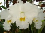 Cattleya Strella Polaris.jpg