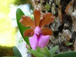 Cattleya bicolor var brasiliensis.jpg
