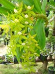 Cycnoches haagi.jpg