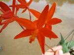 Laelia Mario Soares.jpg