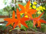 Laelia milleri.jpg