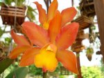 Lc.Nobiles Ambar.jpg