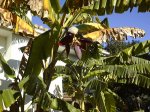 FlorPlatanero.JPG