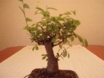 bonsai1.JPG