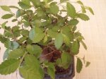 bonsai3.JPG