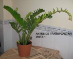 01-ANTES DE.jpg