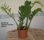 02-ANTES DE.jpg