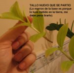 05-TALLO ROTO 1.jpg