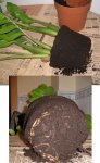 06-TRANSPLANTE 1.jpg