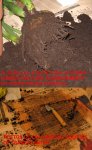 07-TRANSPLANTE 3.jpg
